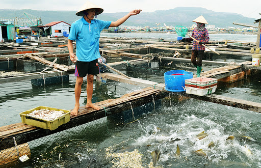 Aliments pour l aquaculture Mise en chantier d’une usine de 28,5 millions de dollars à Long An